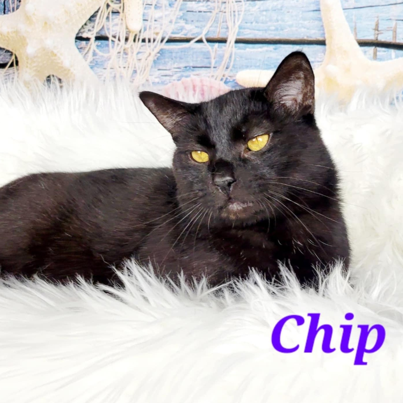 Adult Male Medium Black