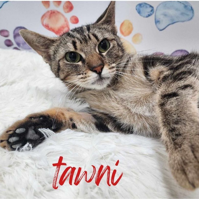 Domestic Short Hair & Tabby Mix , Adult Female Medium Tabby (Brown / Chocolate)