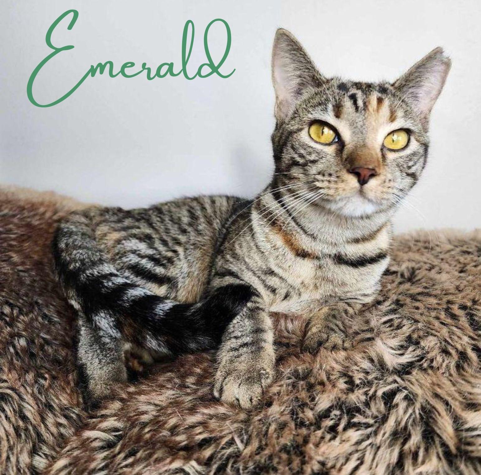 Young Female Medium Torbie, Tabby (Brown / Chocolate), Orange / Red