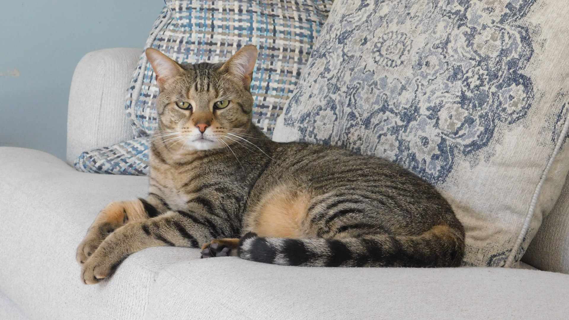 Adult Male Medium Tabby (Brown / Chocolate), White