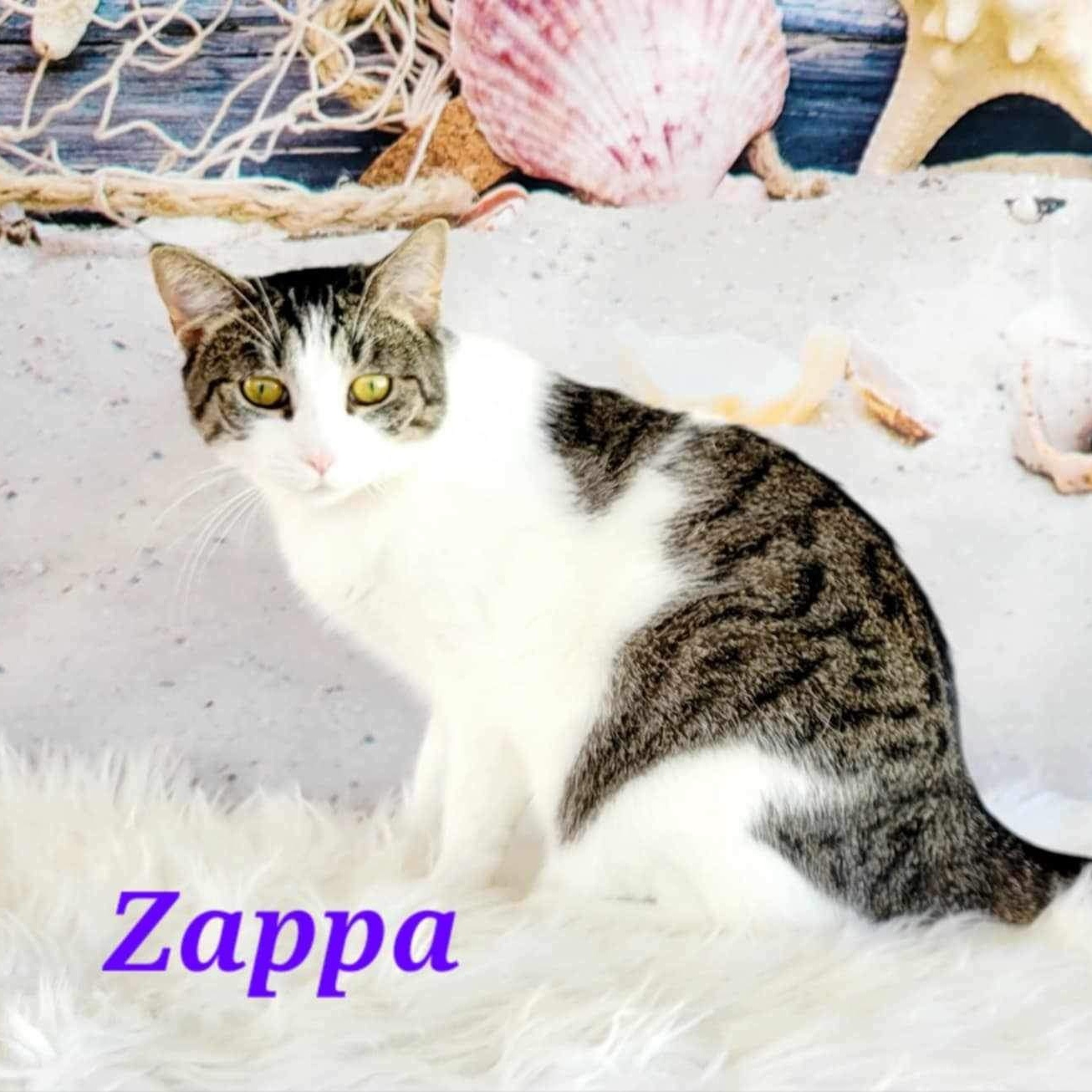 Young Female Medium Tabby (Gray / Blue / Silver), Gray & White