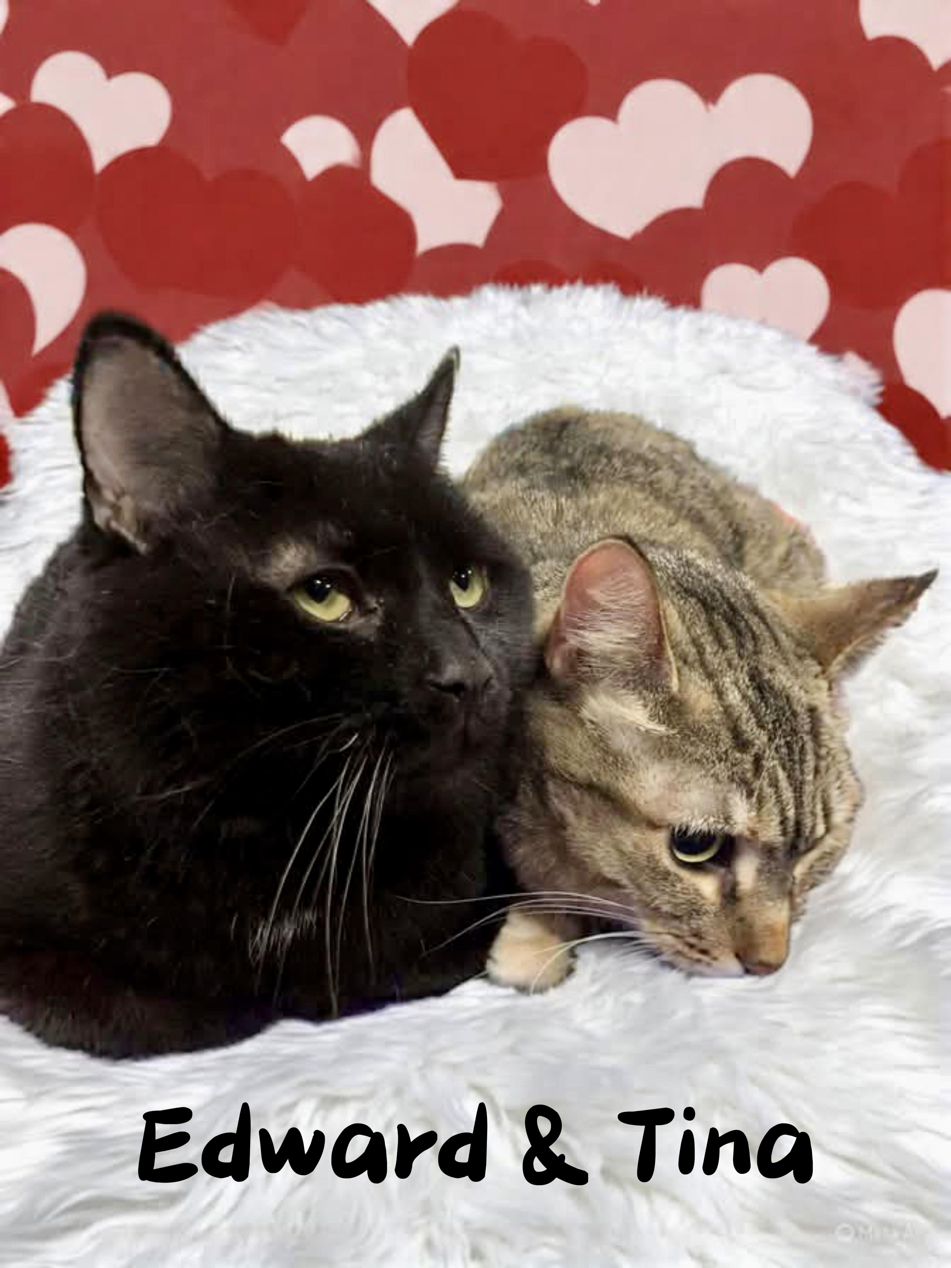 Domestic Short Hair Mix Greensburg, PA Adult Male Large Black