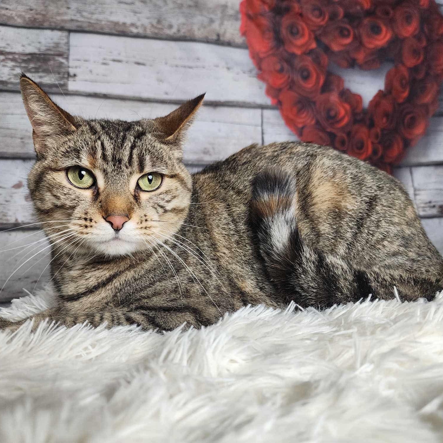 Torbie & Domestic Short Hair Mix Greensburg, PA Young Female Medium Torbie, Tabby (Brown / Chocolate), White