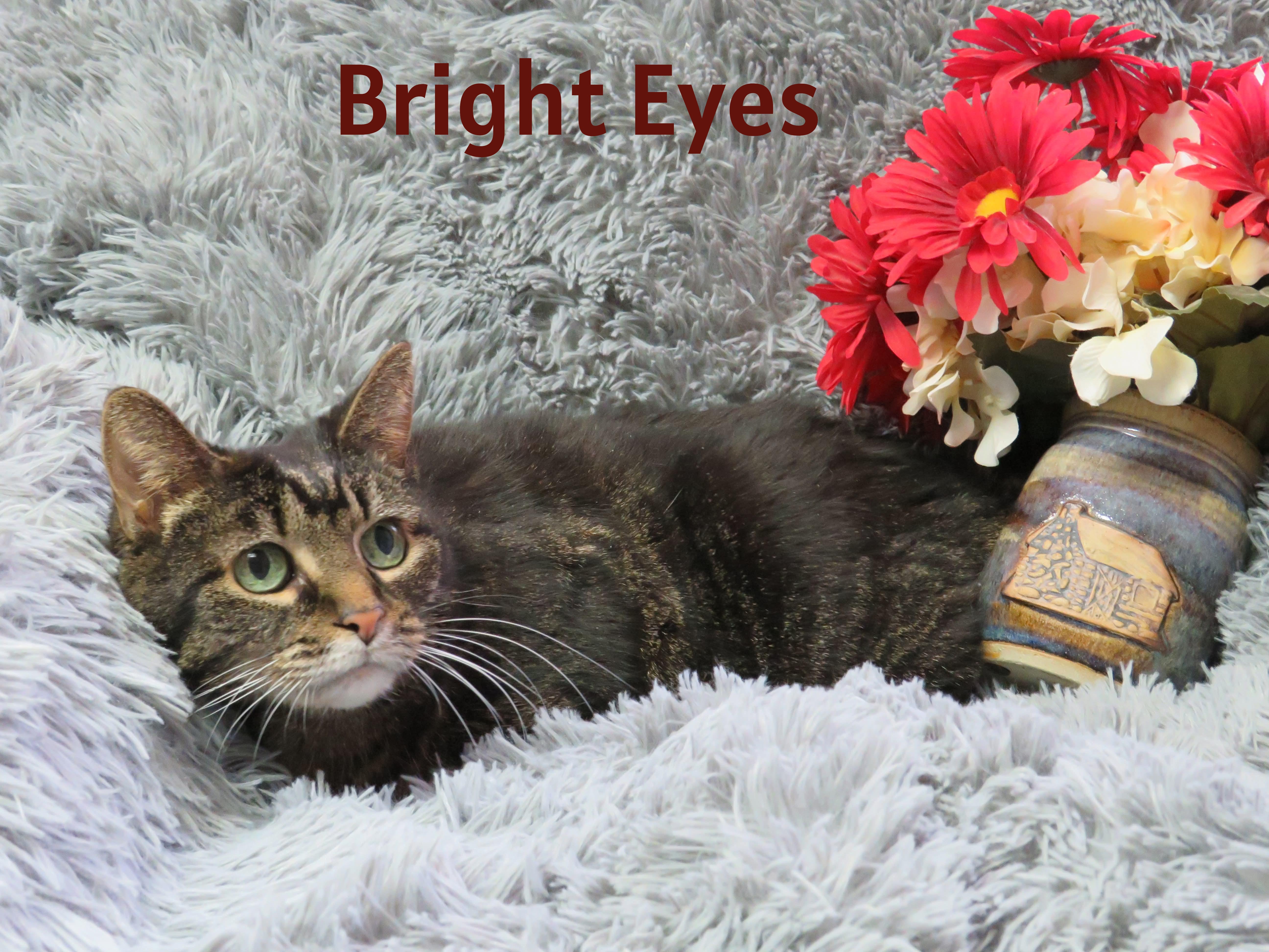 Torbie Mix Physical Traits Senior (8+ years) Female Medium (7-11 lbs) Coat: Short Tabby (Brown / Chocolate), Orange / Red