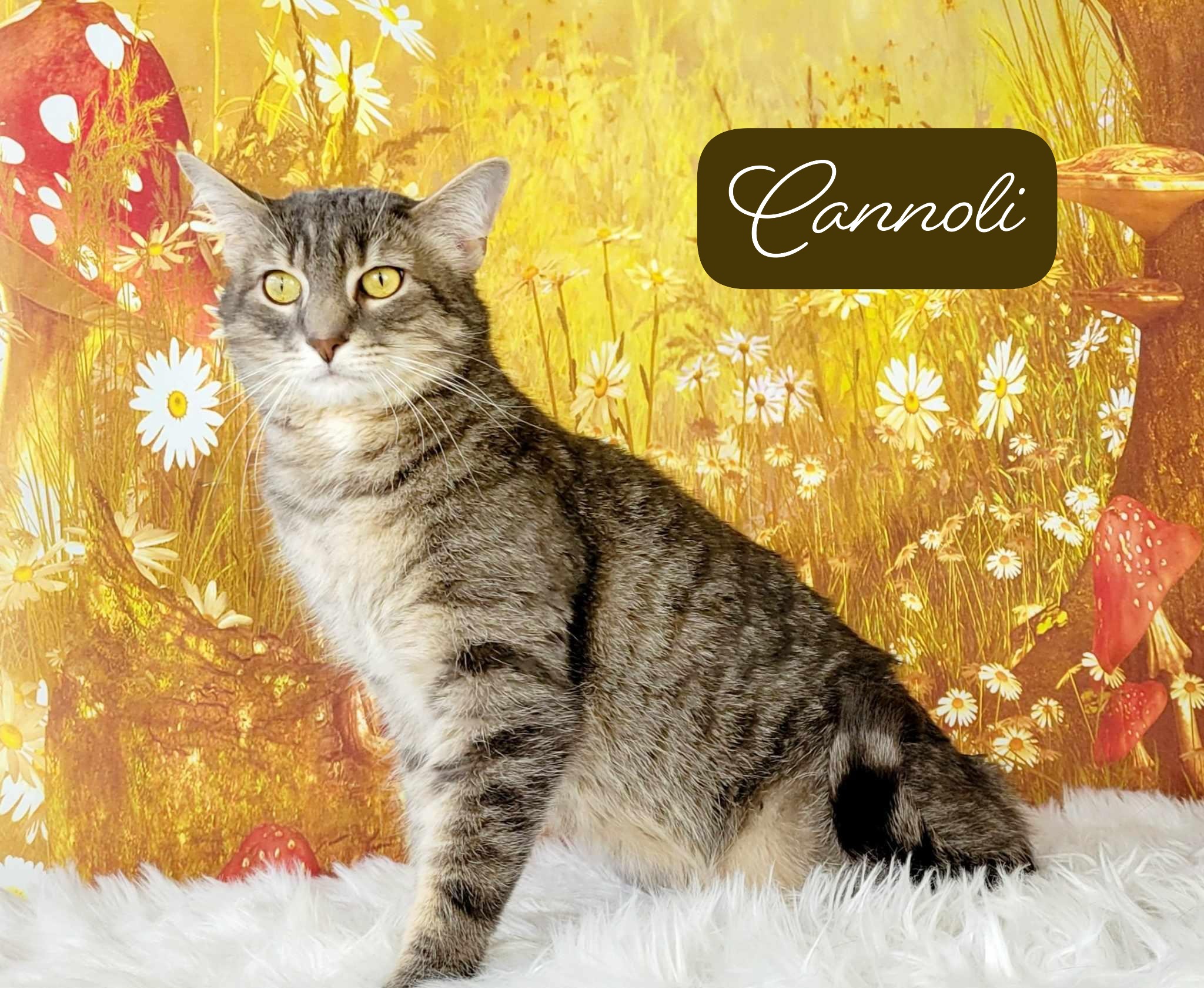 Tabby & Domestic Short Hair Mix Physical Traits Adult (3-8 years) Male Large (12-16 lbs) Coat: Short Tabby (Gray / Blue / Silver)