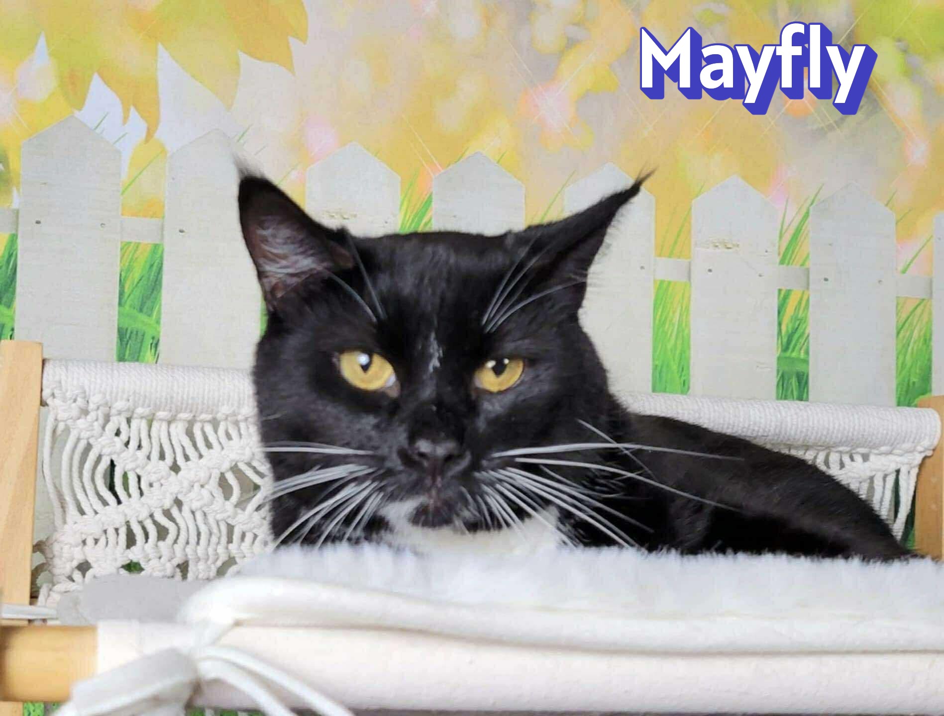 Tuxedo & Domestic Short Hair Mix Physical Traits Adult (3-8 years) Female Medium (7-11 lbs) Coat: Short Black & White / Tuxedo, Black, White