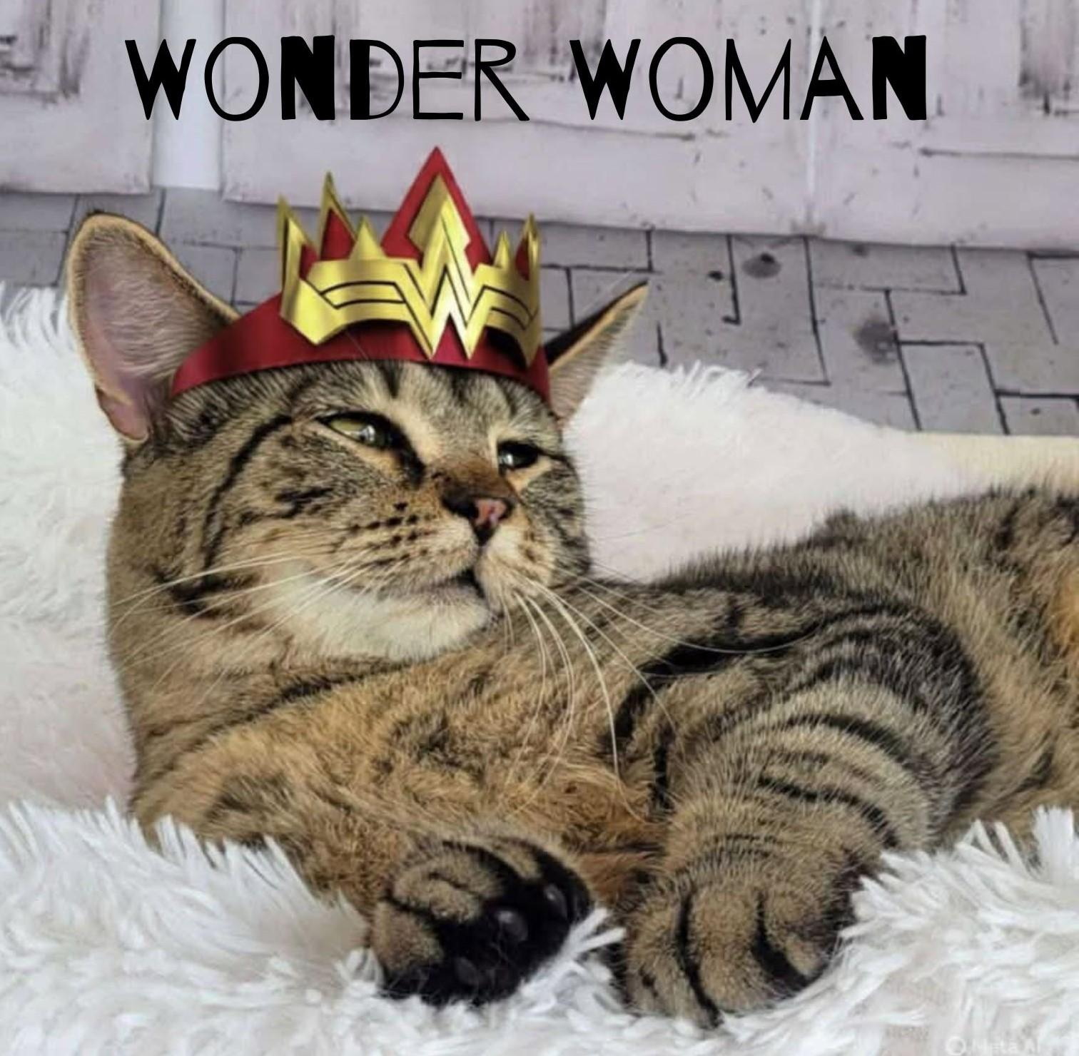 Tabby & Domestic Short Hair Mix Physical Traits Young (1-3 years) Female Medium (7-11 lbs) Coat: Short Tabby (Brown / Chocolate) Behavior Personality Affectionate, Friendly, Playful, Curious, Athletic