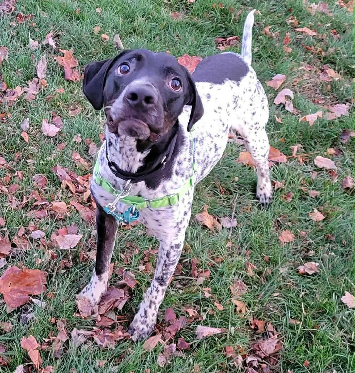 Breed German Shorthaired Pointer Mix Physical Traits Adult (3-8 years) Male Medium (26-60 lbs) Coat: Short Black, Harlequin Behavior Personality Athletic, Curious, Brave, Friendly, Playful, Smart House-trained: Yes Health Spayed/Neutered: Yes Vaccinated: Yes