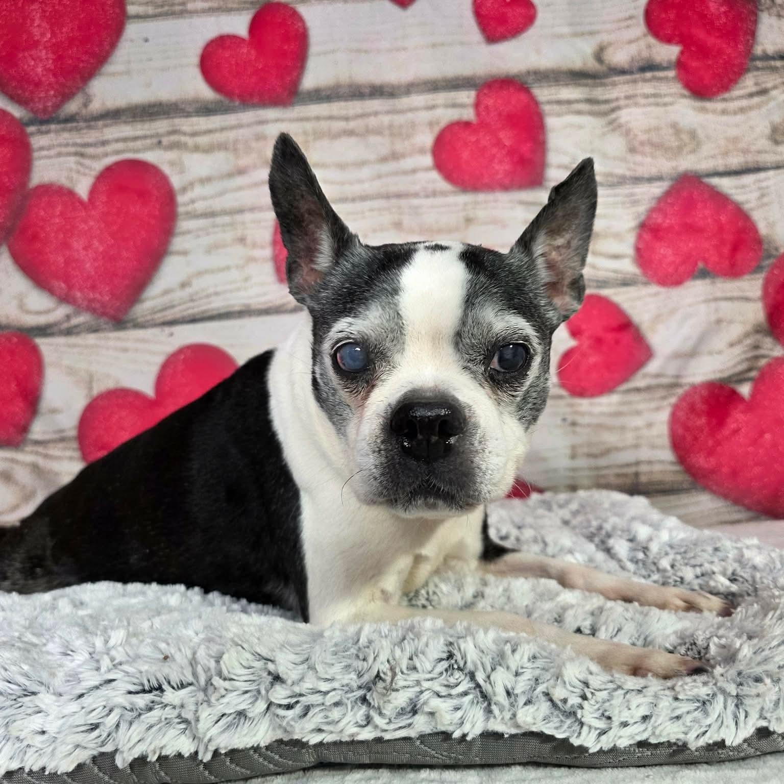 Breed Boston Terrier Mix Physical Traits Senior (8+ years) Female Small (0-25 lbs) Coat: Short Black, White / Cream Behavior Personality Affectionate, Couch, Friendly, Gentle, Playful, Loyal House-trained: No Health Spayed/Neutered: Yes Vaccinated: Yes Special Needs: Yes