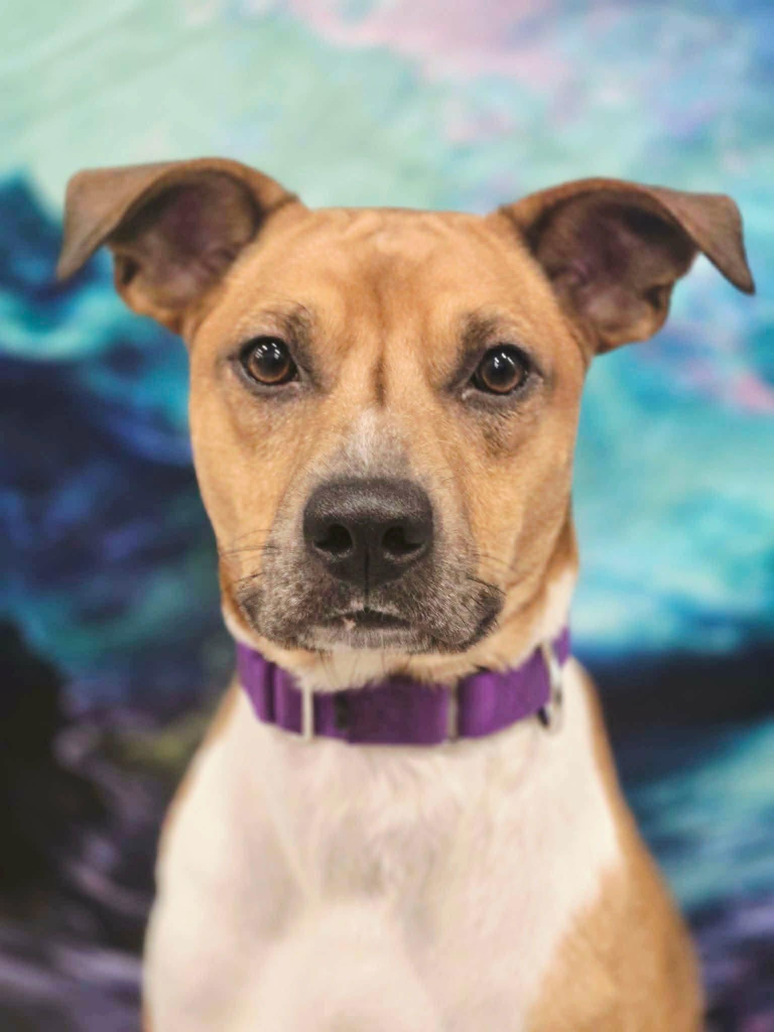 Breed Shepherd & Mixed Breed Mix Physical Traits Adult (3-8 years) Male Medium (26-60 lbs) Coat: Short Yellow / Tan / Blond / Fawn, White / Cream Behavior Personality Affectionate, Athletic, Curious, Friendly, Playful, Smart House-trained: No Health Spayed/Neutered: Yes Vaccinated: Yes