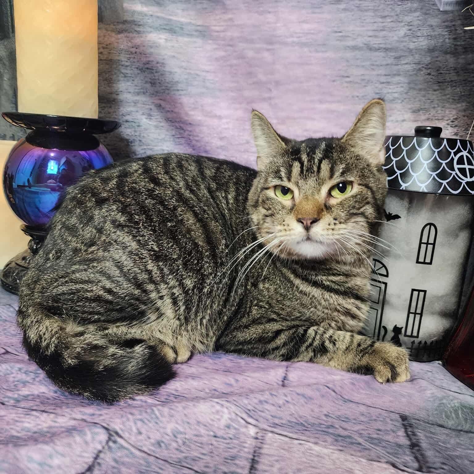 Breed Tabby & Domestic Short Hair Mix Physical Traits Adult (3-8 years) Female Medium (7-11 lbs) Coat: Short Tabby (Brown / Chocolate) Behavior Personality Affectionate, Friendly, Gentle, Sweet, Quiet House-trained: Yes Health Spayed/Neutered: Yes Vaccinated: Yes