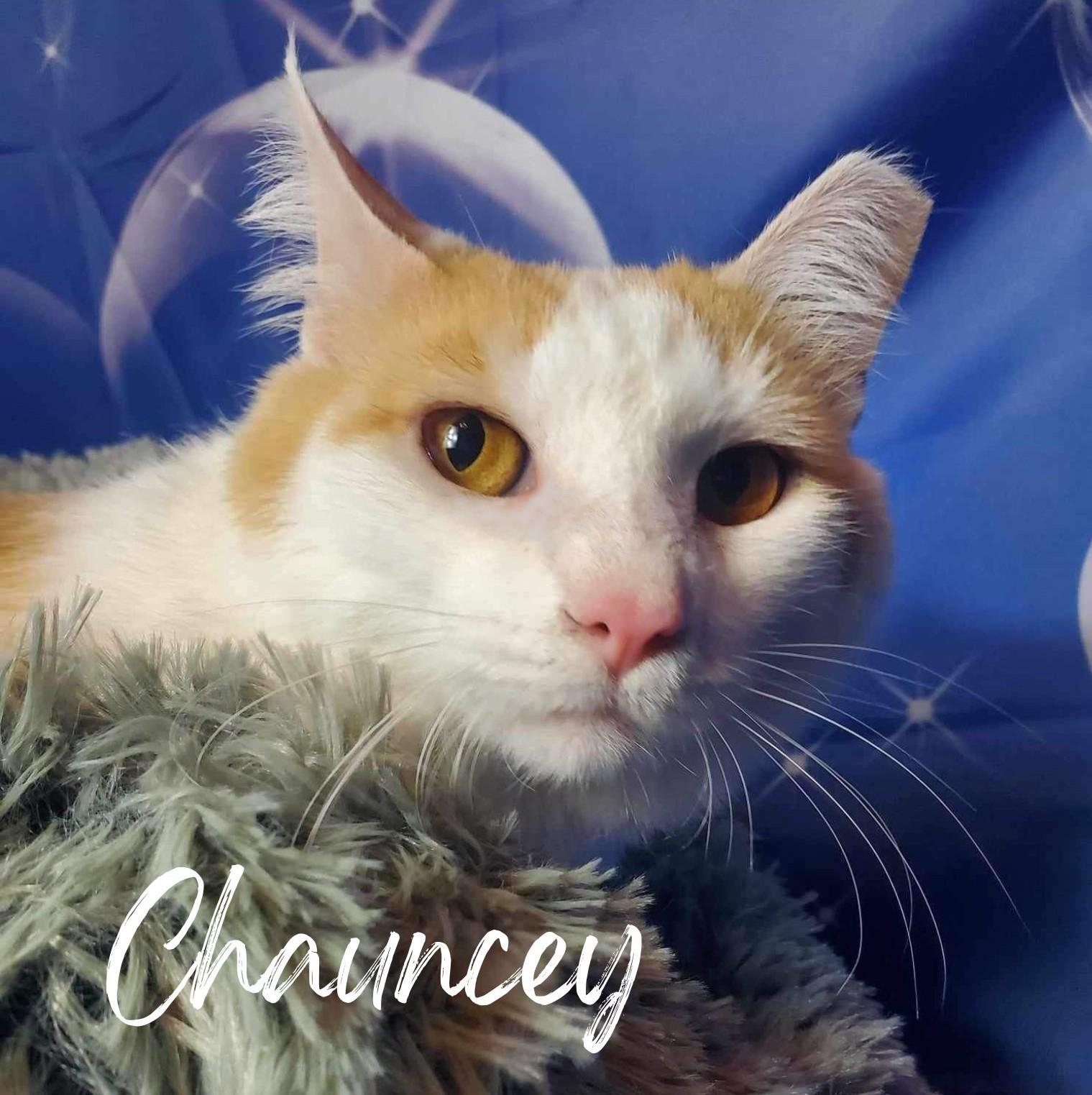 Breed Domestic Short Hair Physical Traits Senior (8+ years) Male Medium (7-11 lbs) Coat: Short Orange & White, Orange / Red, White Behavior Personality Friendly, Playful, Dignified, Sweet, Curious House-trained: Yes Health Spayed/Neutered: Yes Vaccinated: Yes