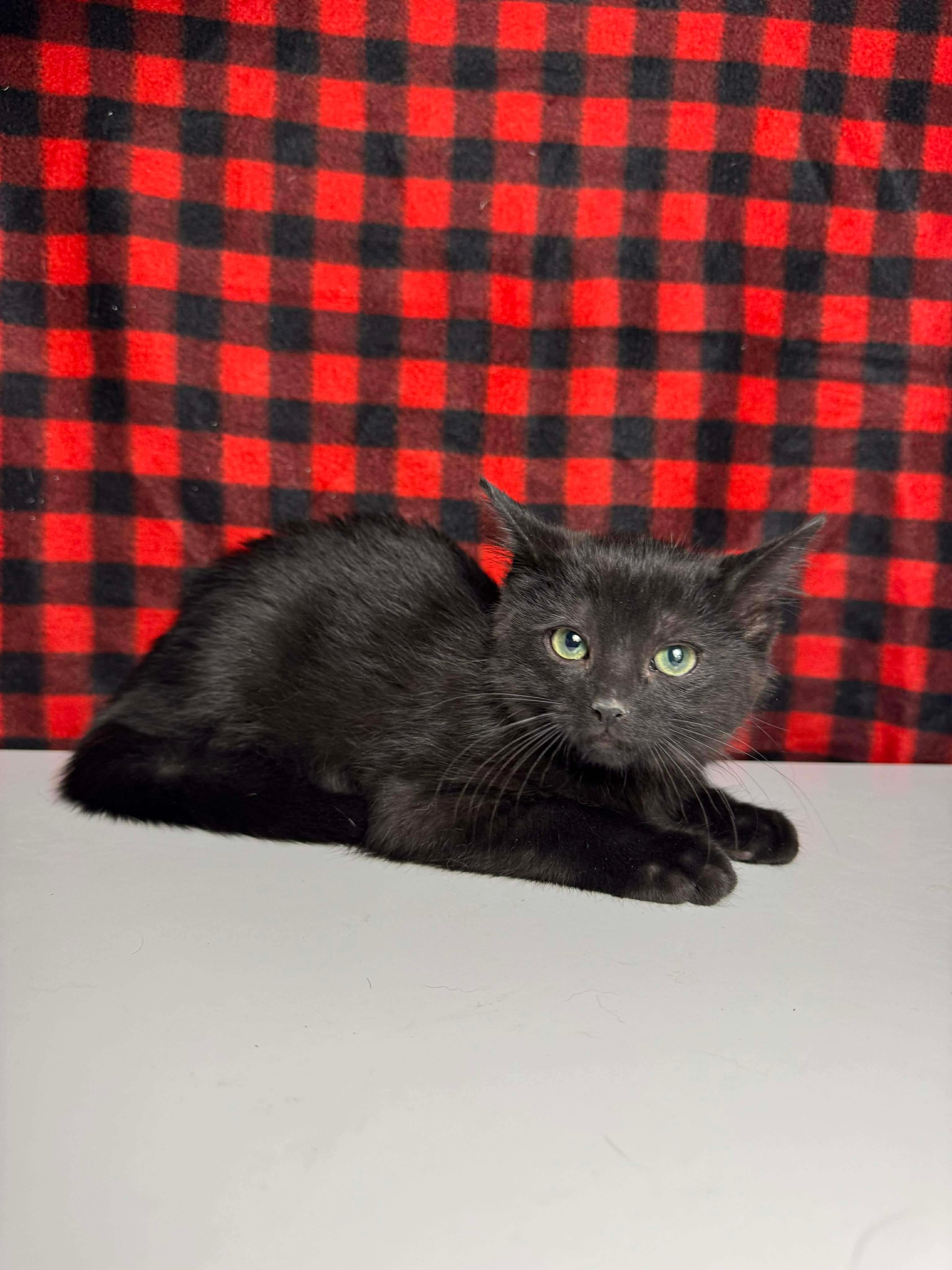 Breed Domestic Short Hair Physical Traits Kitten (less than 1 year) Male Small (0-6 lbs) Coat: Short Black Behavior Personality Friendly, Athletic, Quiet, Curious, Playful House-trained: Yes Health Spayed/Neutered: Yes Vaccinated: Yes Special Needs: No Declawed: No