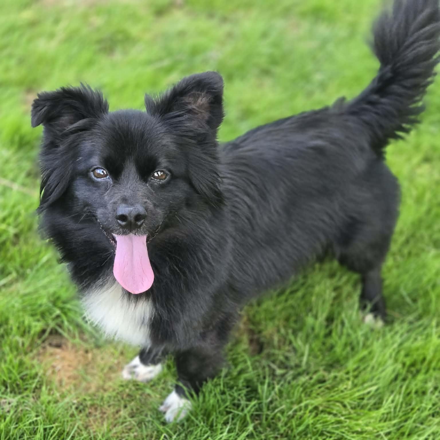 Breed Pomeranian & Mixed Breed Mix Physical Traits Adult (3-8 years) Female Small (0-25 lbs) Coat: Long Black, White / Cream Behavior Personality Affectionate, Friendly, Playful, Athletic, Loyal, Sweet House-trained: No Health Spayed/Neutered: Yes Vaccinated: Yes Special Needs: No