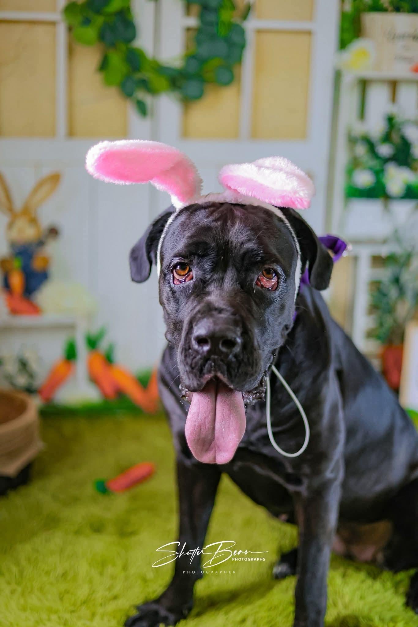 Breed Cane Corso & Mixed Breed Mix Physical Traits Adult (3-8 years) Female Extra Large (101+ lbs lbs) Coat: Short Brindle, Black Behavior Personality Affectionate, Friendly, Playful, Smart, Loyal, Protective House-trained: No Health Spayed/Neutered: Yes Vaccinated: Yes Special Needs: No