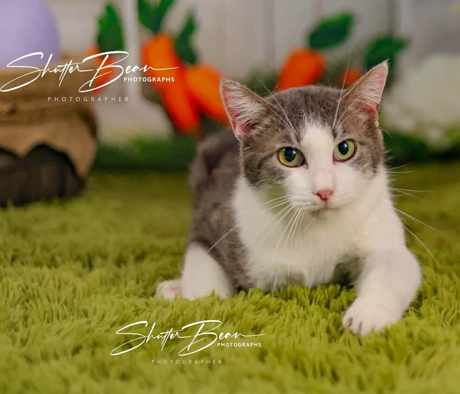 Breed Tabby & Domestic Short Hair Mix Physical Traits Adult (3-8 years) Female Medium (7-11 lbs) Coat: Short Tabby (Brown / Chocolate), White Behavior Personality Curious, Friendly House-trained: Yes Health Spayed/Neutered: Yes Vaccinated: Yes