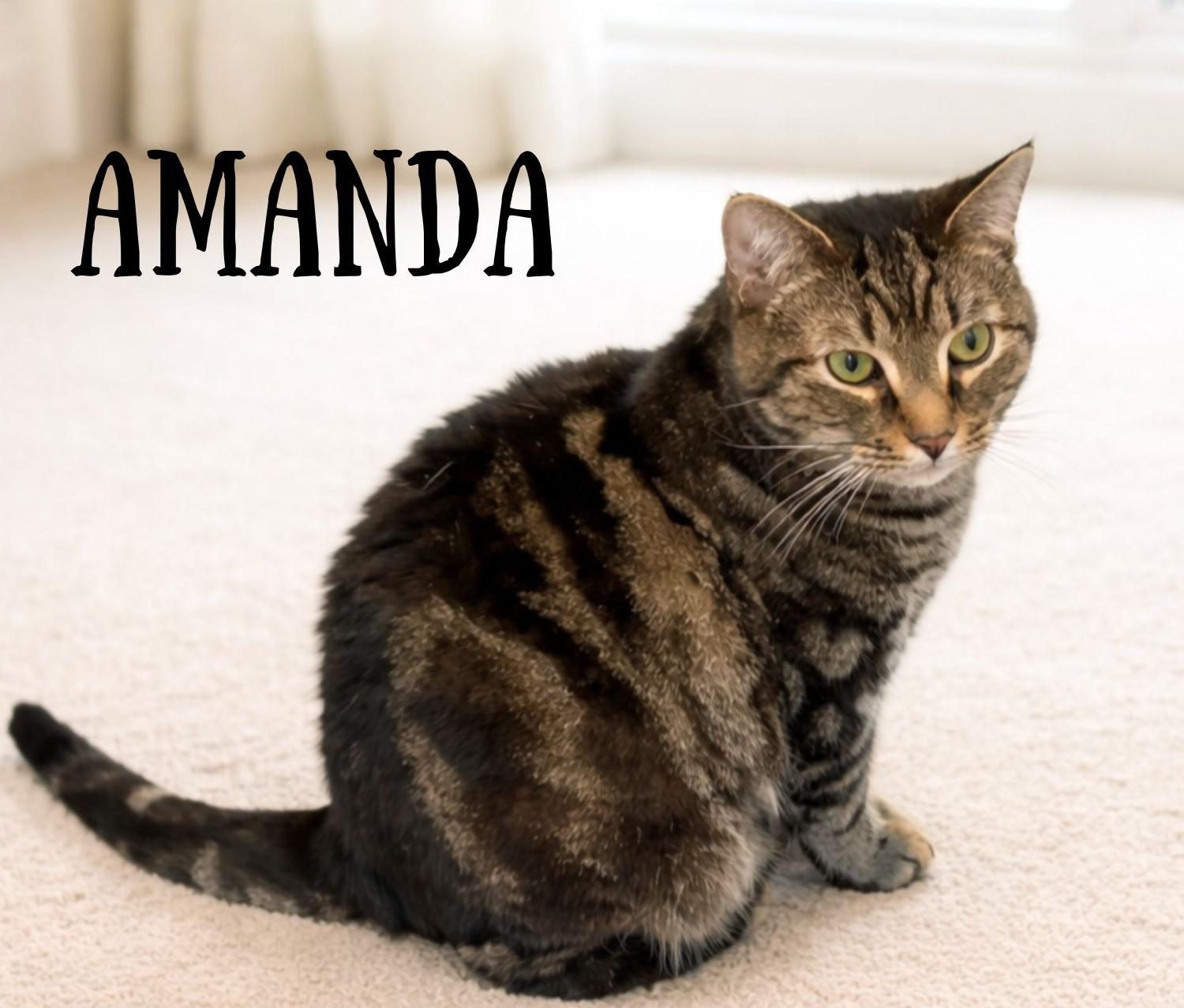 Breed Tabby & Domestic Short Hair Mix Physical Traits Adult (3-8 years) Female Medium (7-11 lbs) Coat: Short Tabby (Brown / Chocolate) Behavior Personality Affectionate, Curious, Smart, Sweet, Fun Loving House-trained: Yes Health Spayed/Neutered: Yes Vaccinated: Yes