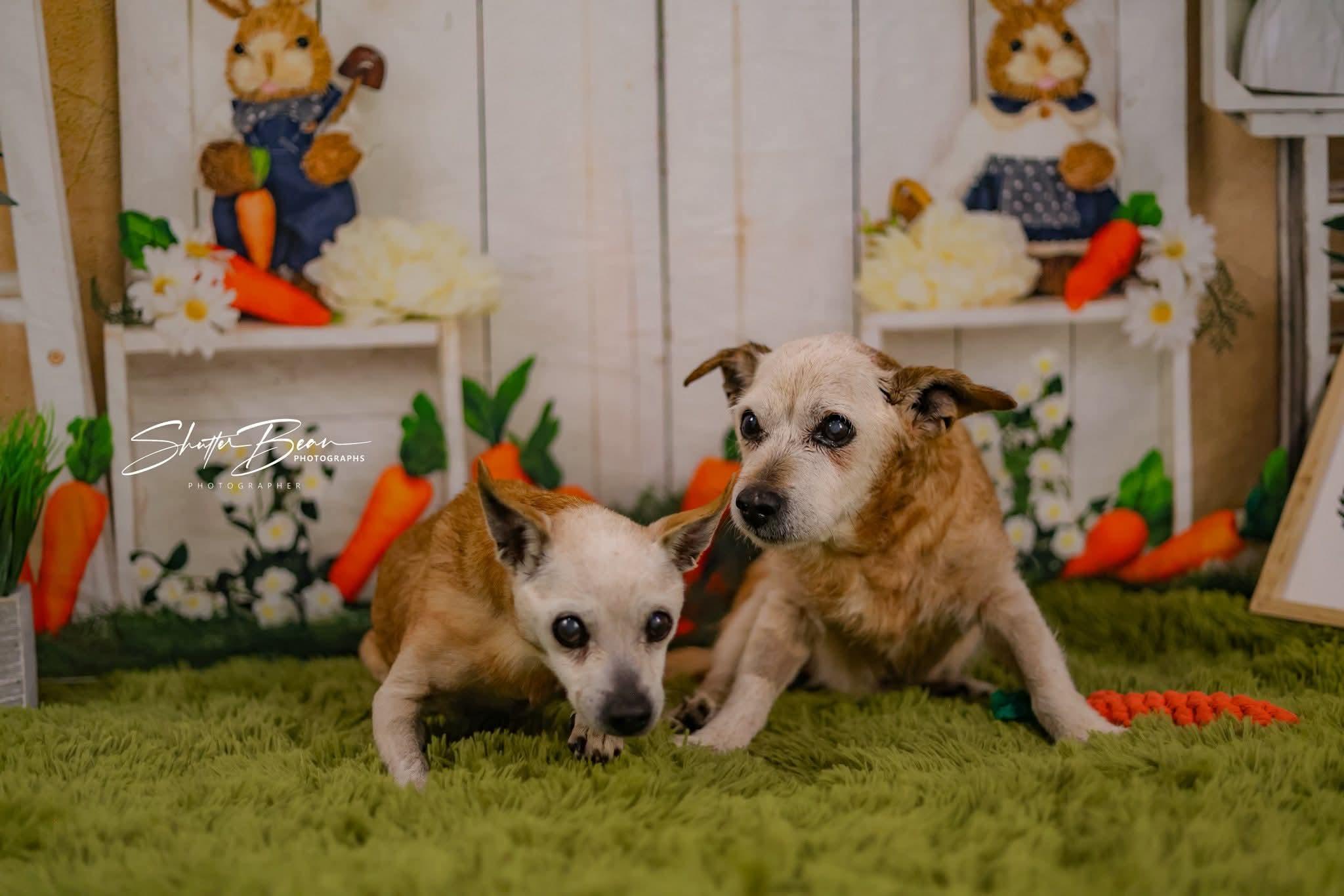 Breed Chihuahua & Jack Russell Terrier Mix Physical Traits Senior (8+ years) Female Small (0-25 lbs) Coat: Short Apricot / Beige, White / Cream Behavior Personality Friendly, Loyal, Protective, Couch, Bonded House-trained: No Health Spayed/Neutered: Yes Vaccinated: Yes