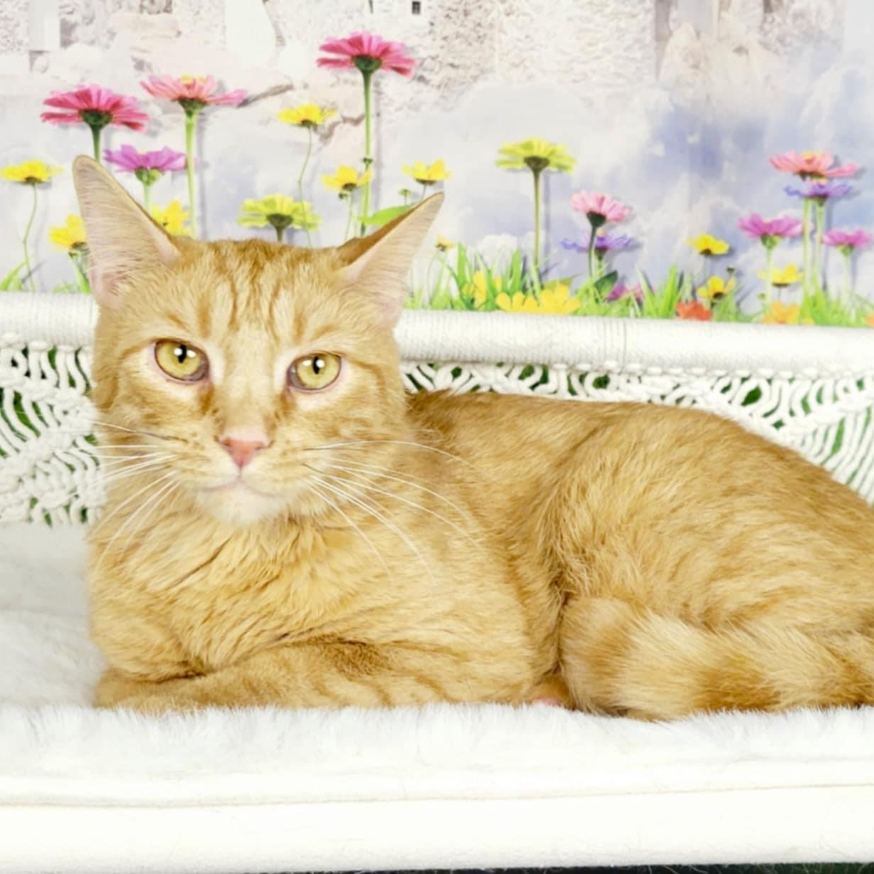 Breed Tabby & Domestic Short Hair Mix Physical Traits Young (1-3 years) Male Medium (7-11 lbs) Coat: Short Tabby (Orange / Red) Behavior Personality Affectionate, Friendly, Gentle, Quiet, Chill, Snuggly House-trained: Yes Health Spayed/Neutered: Yes Vaccinated: Yes