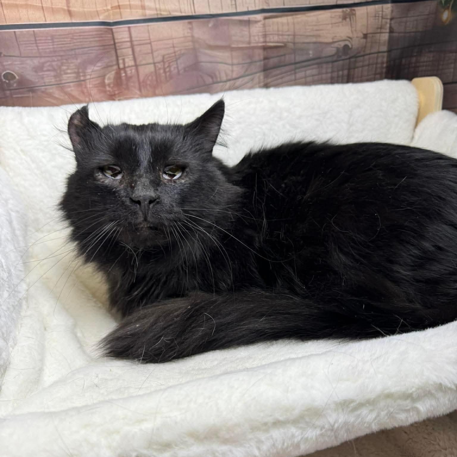 Domestic Long Hair Mix Physical Traits Adult (3-8 years) Male Medium (7-11 lbs) Coat: Long Black Behavior Personality Affectionate, Friendly, Brave, Loves, Quiet, Curious, Dignified House-trained: Yes Health Spayed/Neutered: Yes Vaccinated: Yes Special Needs: No Declawed: No