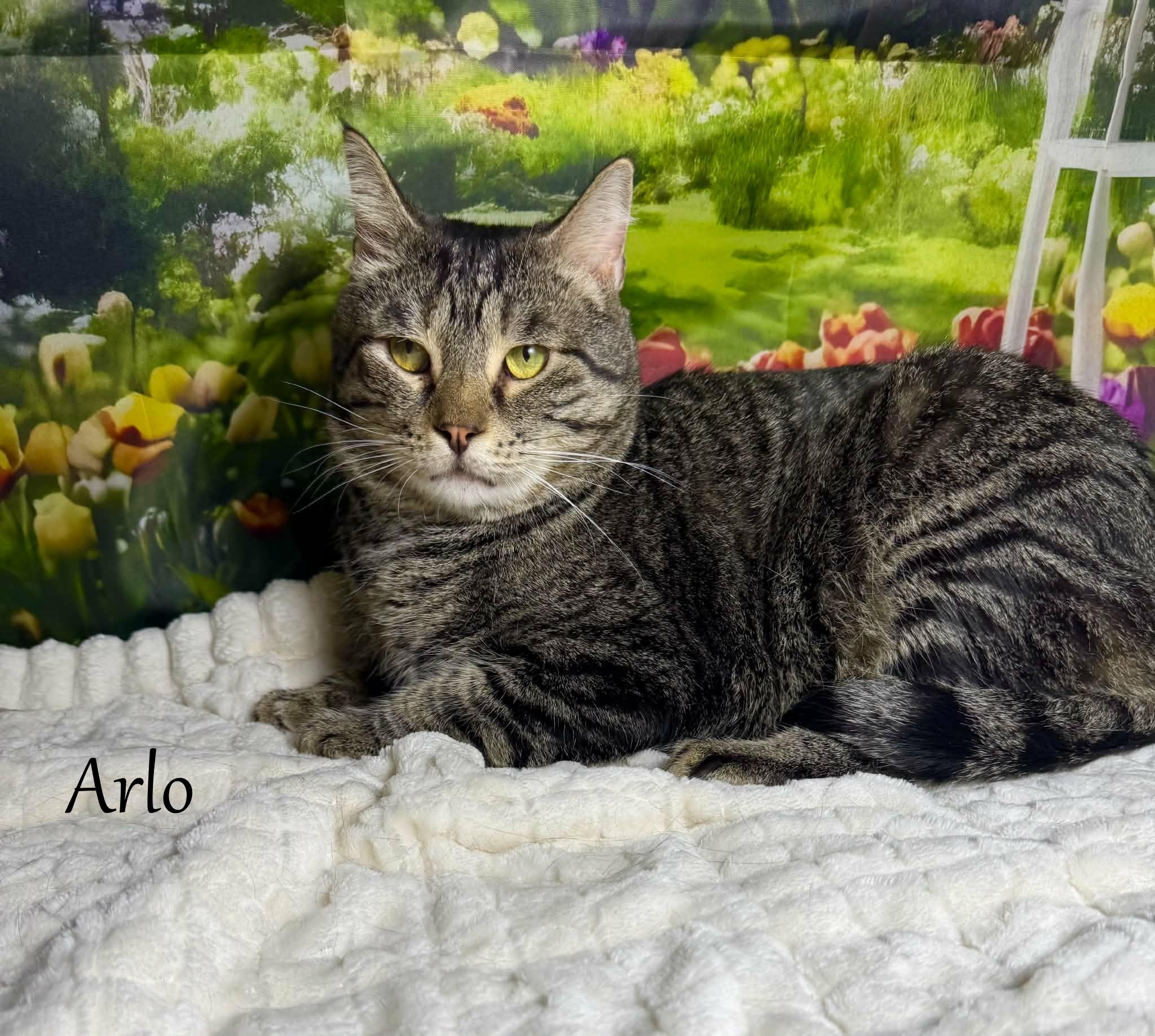 Current Location Greensburg, PA Breed Tabby & Domestic Short Hair Mix Physical Traits Age: Adult, (3-8 years) Adult (3-8 years) Gender: Male Male Size: Large, (12-16 lbs) Large (12-16 lbs) Coat length: Short Short Coat color: Tabby (Brown / Chocolate) Tabby (Brown / Chocolate) Behavior