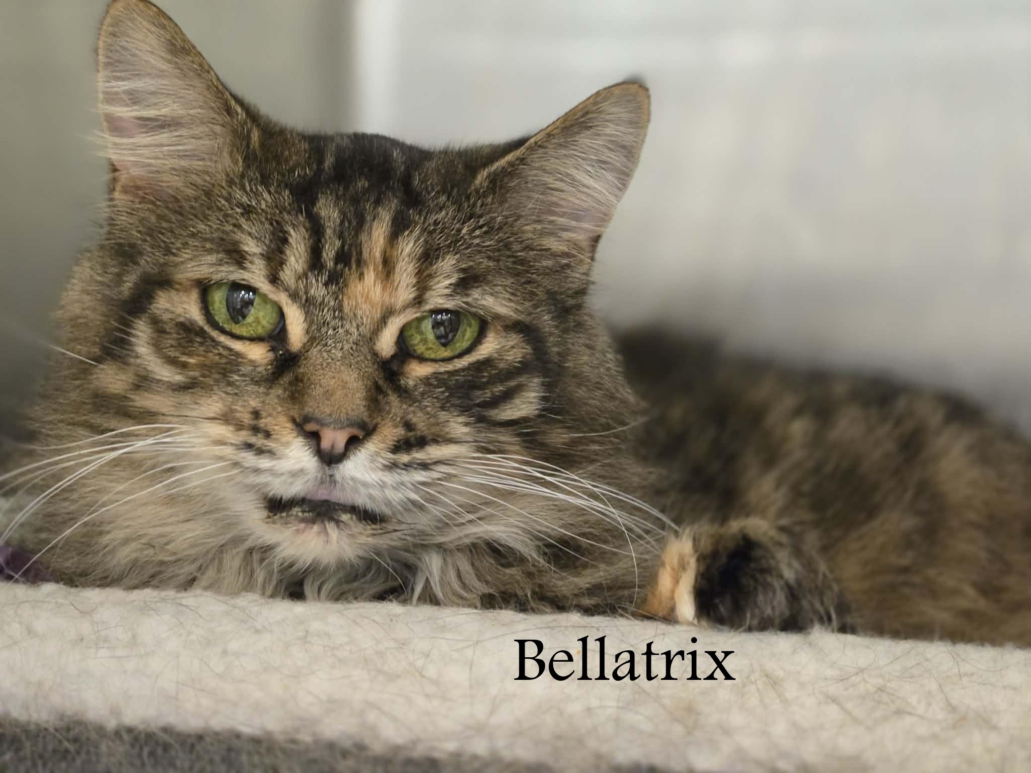 Current Location Greensburg, PA Breed Domestic Medium Hair & Torbie Mix Physical Traits Age: Adult, (3-8 years) Adult (3-8 years) Gender: Female Female Size: Medium, (7-11 lbs) Medium (7-11 lbs) Coat length: Medium Medium Coat color: Torbie Torbie Behavior Personality Affectionate, Gentle, Friendly, Couch Potato, Sweet As Pie House-trained: Yes Health