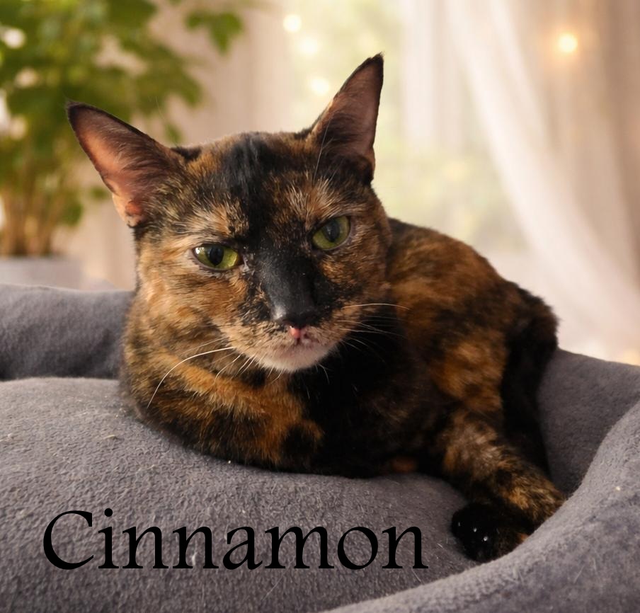 Current Location Greensburg, PA Breed Tortoiseshell & Domestic Short Hair Mix Physical Traits Age: Young, (1-3 years) Young (1-3 years) Gender: Female Female Size: Medium, (7-11 lbs) Medium (7-11 lbs) Coat length: Short Short Coat color: Tortoiseshell Tortoiseshell Behavior Personality Affectionate, Chill, Sweet And Sassy, Independent House-trained: Yes