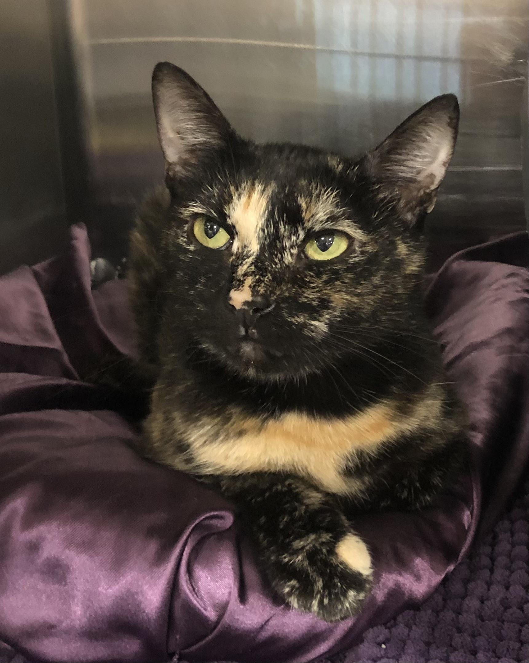 Current Location Greensburg, PA Breed Tortoiseshell & Domestic Short Hair Mix Physical Traits Age: Young, (1-3 years) Young (1-3 years) Gender: Female Female Size: Medium, (7-11 lbs) Medium (7-11 lbs) Coat length: Short Short Coat color: Tortoiseshell Tortoiseshell Behavior Personality Affectionate, Friendly, Gentle, Playful House-trained: Yes
