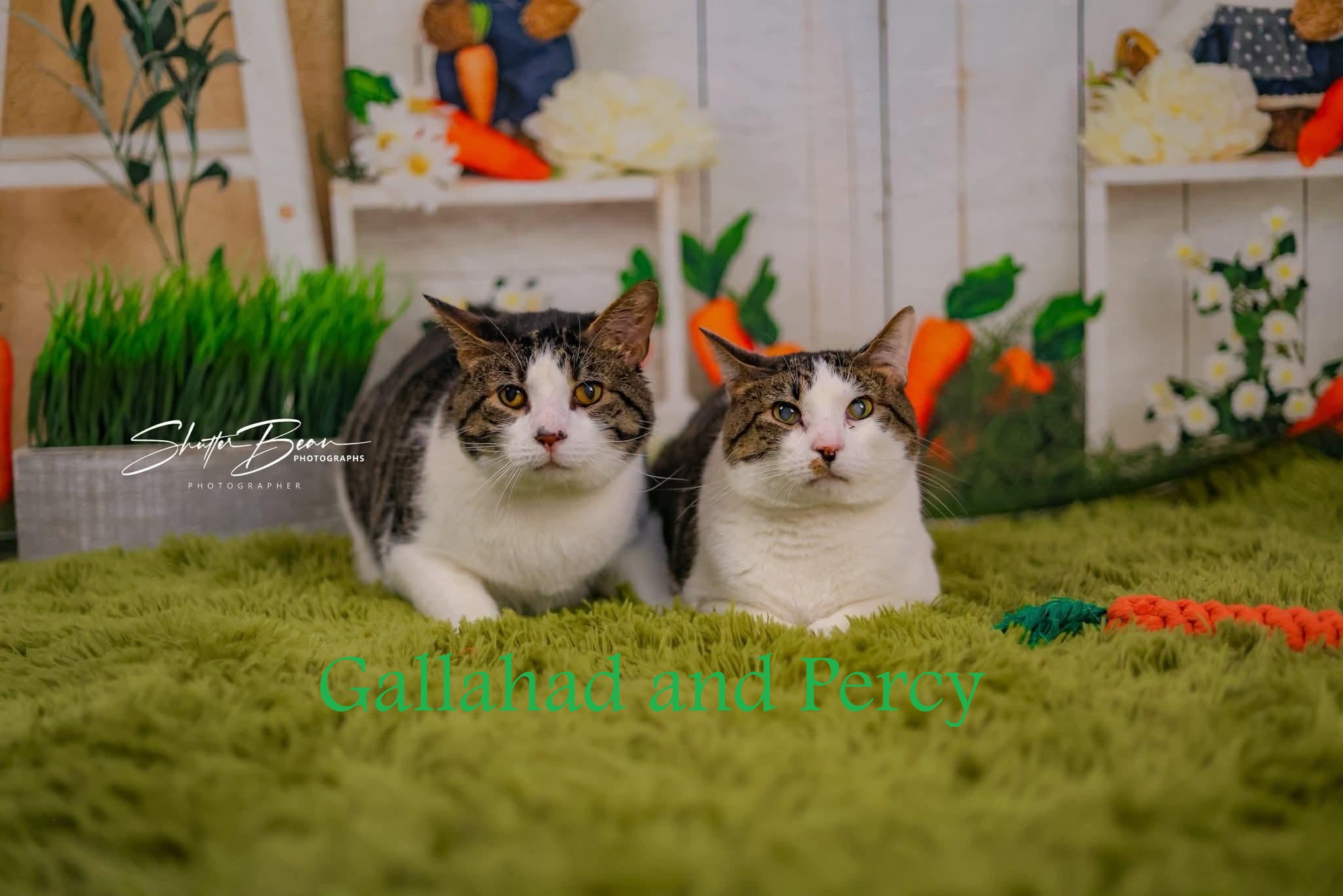 Greensburg, PA Breed Tabby & Domestic Short Hair Mix Physical Traits Age: Young, (1-3 years) Young (1-3 years) Gender: Male Male Size: Medium, (7-11 lbs) Medium (7-11 lbs) Coat length: Short Short Coat color: Tabby (Buff / Tan / Fawn), White Tabby (Buff / Tan / Fawn), White Behavior Personality Gentle, Quiet, Shy, Resilient, Affectionate House-trained: Yes