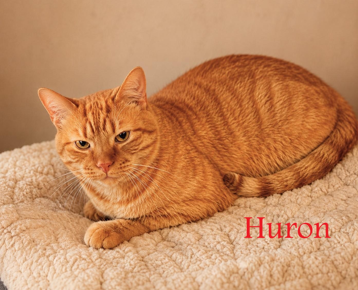 Greensburg, PA Breed Tabby & Domestic Short Hair Mix Physical Traits Age: Senior, (8+ years) Senior (8+ years) Gender: Male Male Size: Medium, (7-11 lbs) Medium (7-11 lbs) Coat length: Short Short Coat color: Tabby (Orange / Red) Tabby (Orange / Red) Behavior Personality Gentle, Quiet, Independent, Friendly, Loves Food House-trained: Yes