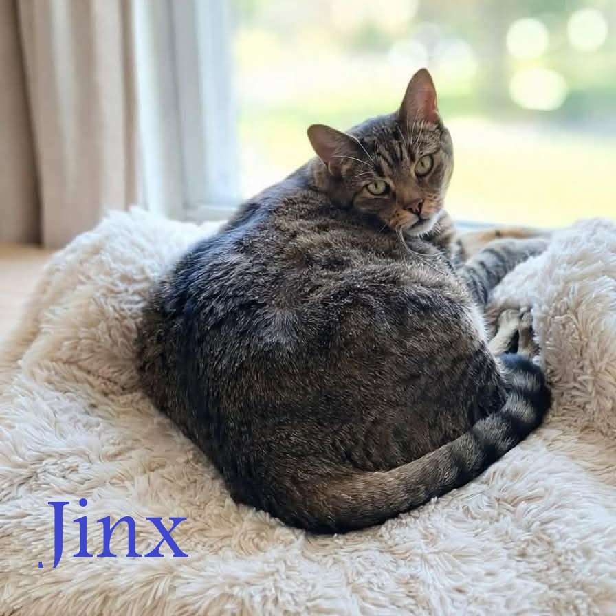 Greensburg, PA Breed Tabby & Domestic Short Hair Mix Physical Traits Age: Senior, (8+ years) Senior (8+ years) Gender: Male Male Size: Extra Large, (17+ lbs) Extra Large (17+ lbs) Coat length: Short Short Coat color: Tabby (Brown / Chocolate) Tabby (Brown / Chocolate) Behavior Personality Affectionate, Couch Potato, Gentle, Friendly, Loving House-trained: Yes