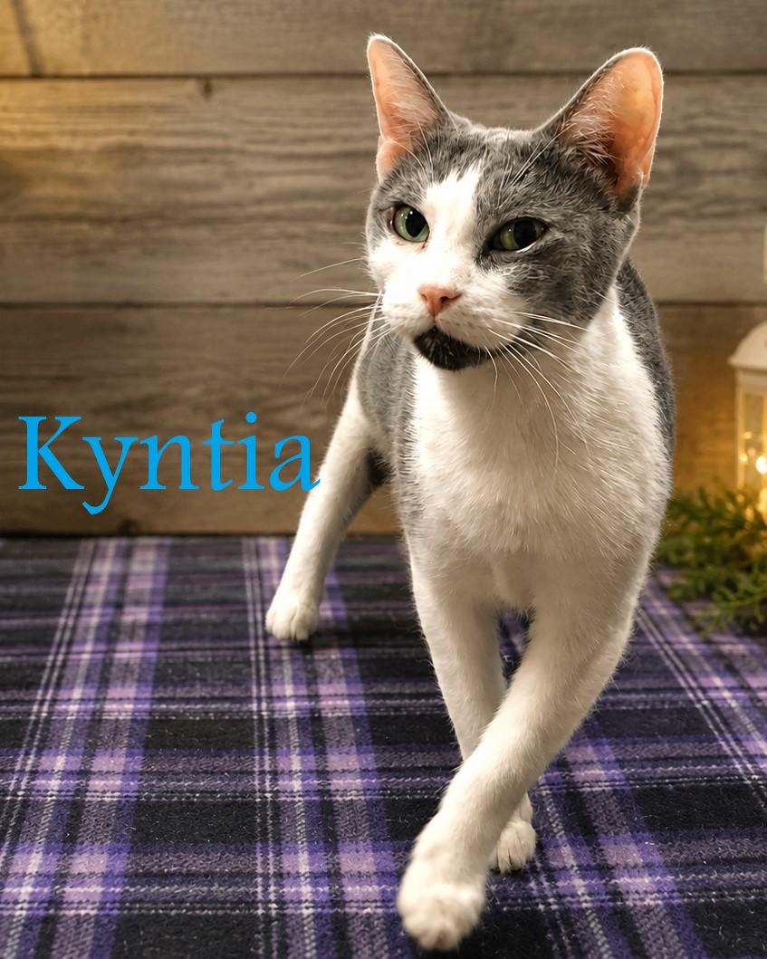 Greensburg, PA Breed Domestic Short Hair Physical Traits Age: Senior, (8+ years) Senior (8+ years) Gender: Female Female Size: Medium, (7-11 lbs) Medium (7-11 lbs) Coat length: Short Short Coat color: Gray & White Gray & White Behavior Personality Affectionate, Friendly, Social, Queen Bee House-trained: Yes