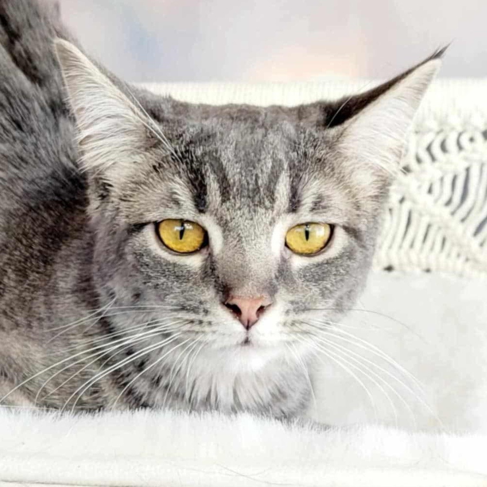 Greensburg, PA Breed Tabby & Domestic Short Hair Mix Physical Traits Age: Young, (1-3 years) Young (1-3 years) Gender: Female Female Size: Medium, (7-11 lbs) Medium (7-11 lbs) Coat length: Short Short Coat color: Tabby (Gray / Blue / Silver), White Tabby (Gray / Blue / Silver), White Behavior Personality Funny, Athletic, Playful, Shy, Friendly, Curious House-trained: Yes
